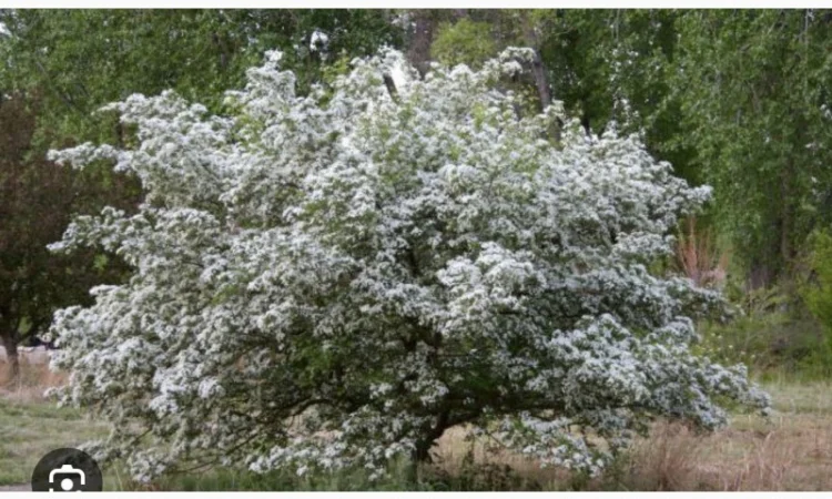 Куплю цвіт глоду - фото № 3