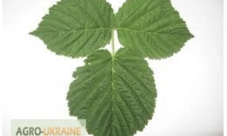 Куплю (сирий та сухий) лист малини - фото № 1