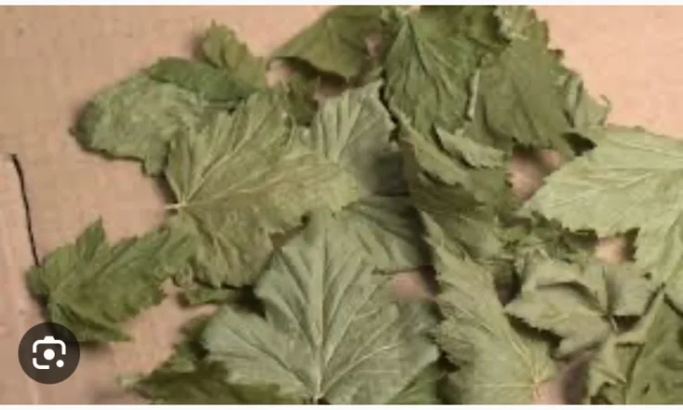 Куплю (сирий та сухий) лист малини - фото № 4