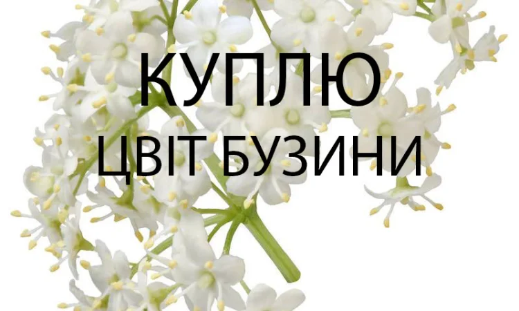 Куплю свіжозірваний цвіт бузини опт - фото № 1