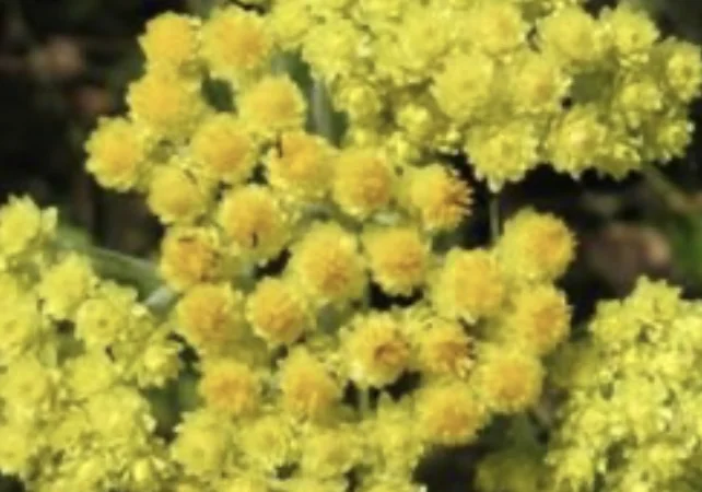 Куплю сушений (сирий)цвіт безсмертника - фото № 1