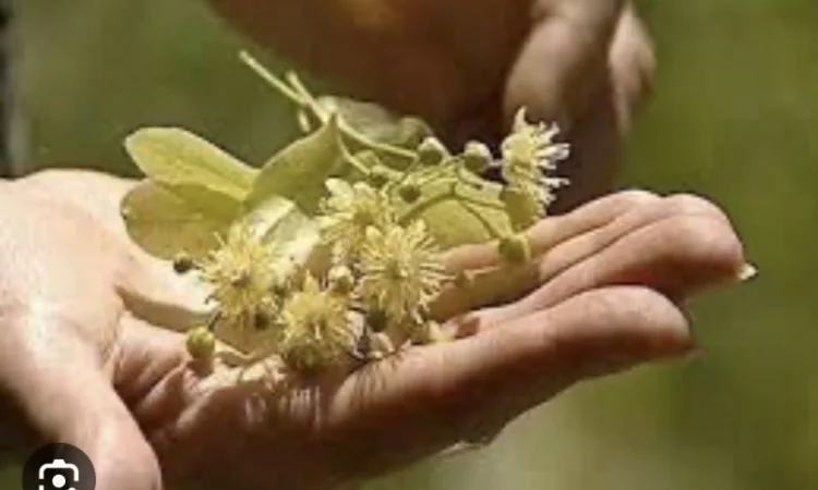 Куплю цвіт липи - фото № 1