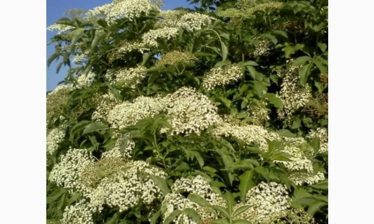 Купуємо цвіт бузини - фото № 2