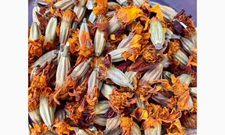 Сушені чорнобривці - фото № 2