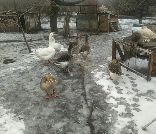 Продам гусей породы Большая серая, живым весом - фото № 1