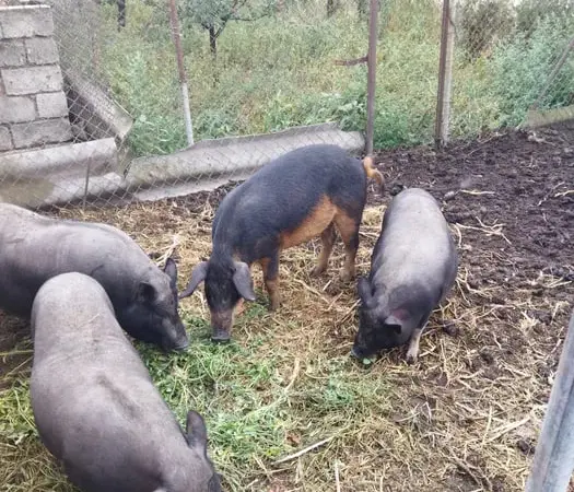 Продаж в'єтнамських свиней і леху мангалица - фото № 1