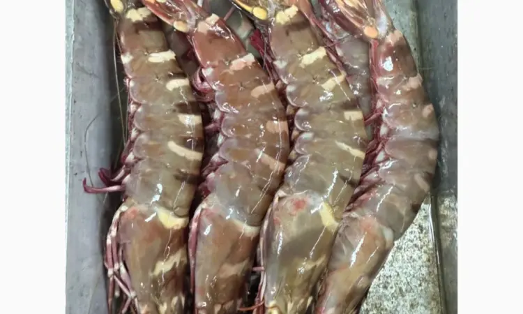 Mauritania fishing coast - фото № 7