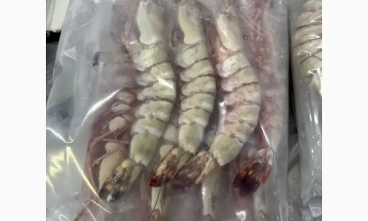 Wholesale seafood supplier Mauritania fishing coast Nouadhibou fishing harbor Nouakchot - фото № 11