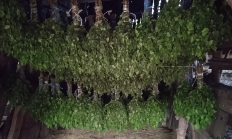 Продается банный веник из березы - фото № 2