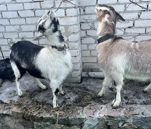 Продаються молоді козочки 1 рік, альпійські - фото № 1