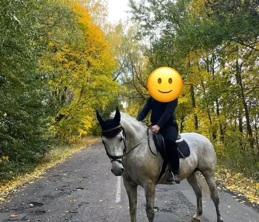 Продаж коня мерина Орловський рисак, 9 років - фото № 1