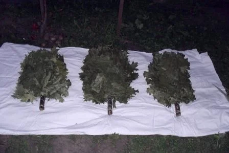 Заготовка качественных банных веников - фото № 1