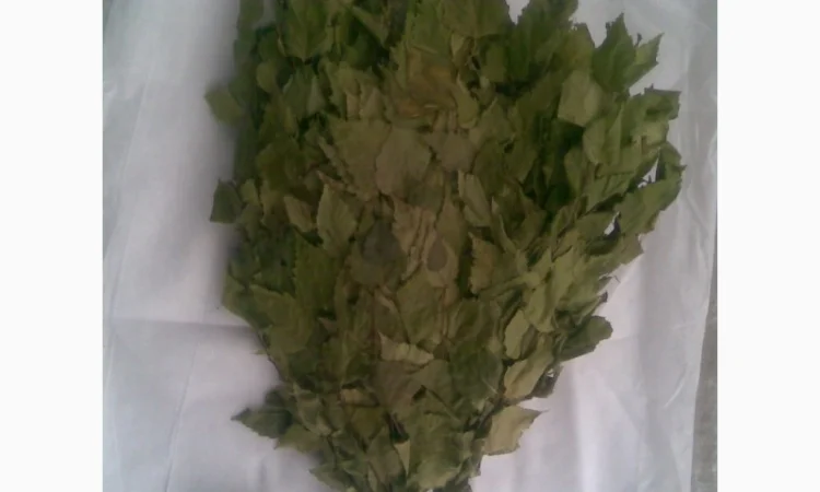 Заготовка качественных банных веников - фото № 3