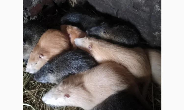 Продаются нутрии живым весом 200 кг - фото № 1