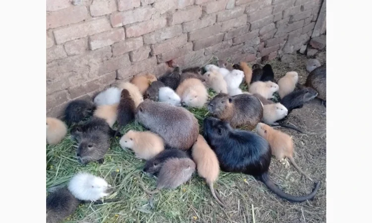 Продаются нутрии живым весом 200 кг - фото № 2