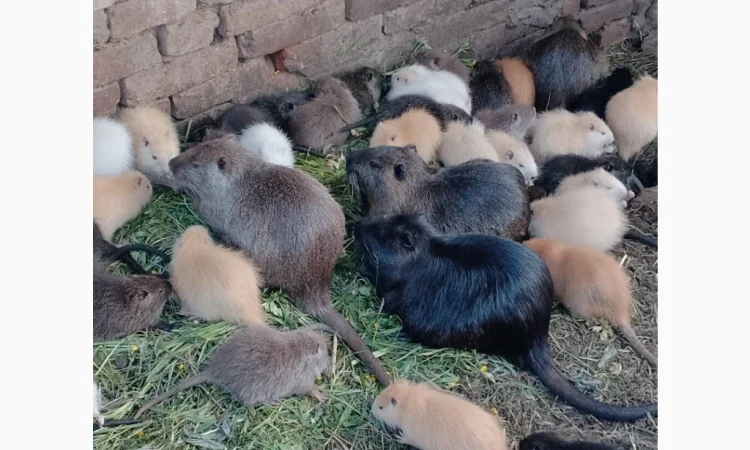 Продаются нутрии живым весом 200 кг - фото № 3