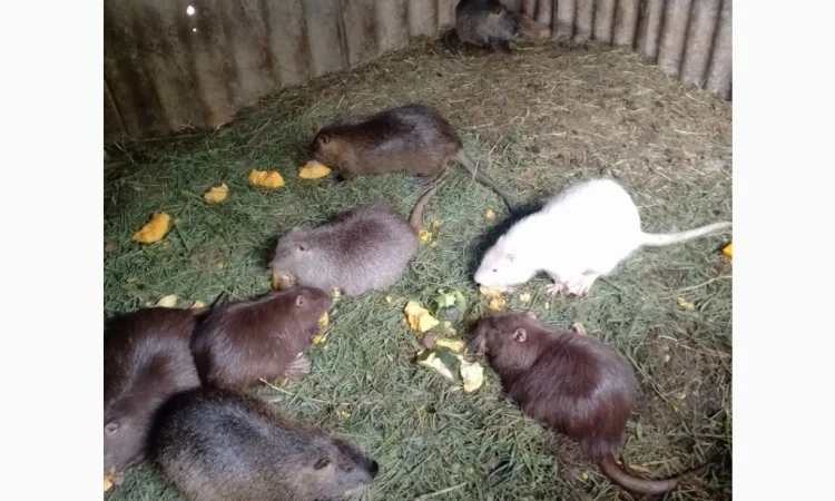 Продаются нутрии живым весом 200 кг - фото № 4