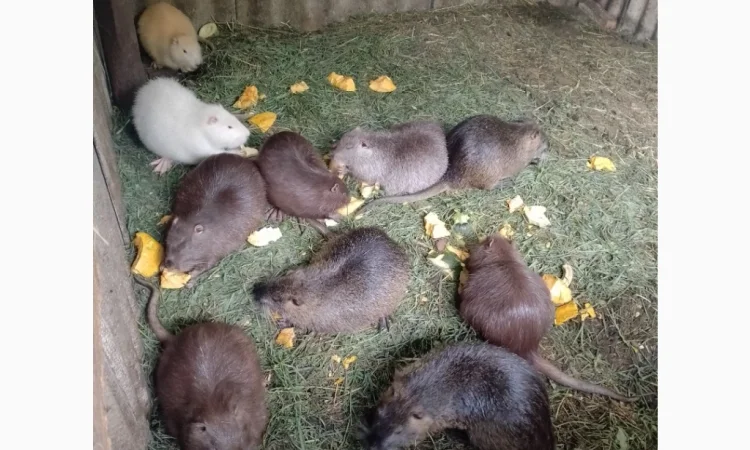 Продаются нутрии живым весом 200 кг - фото № 5