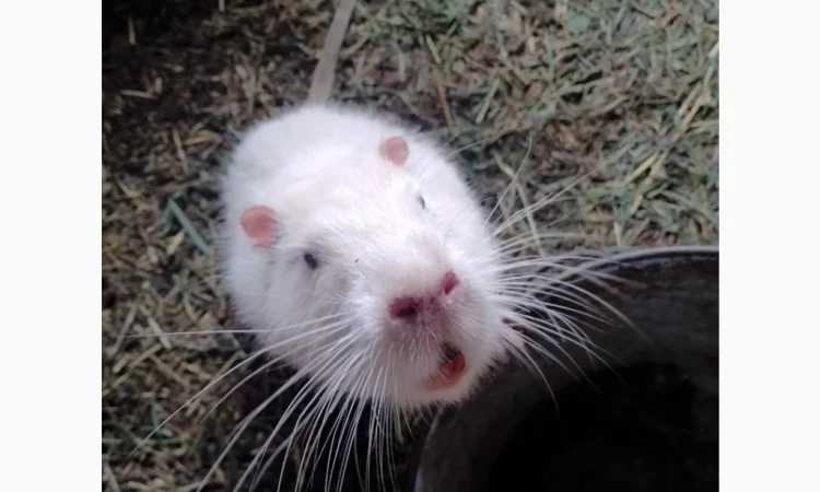 Продаются нутрии живым весом 200 кг - фото № 6