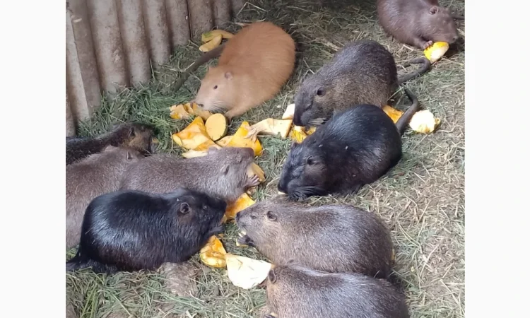 Продаются нутрии живым весом 200 кг - фото № 7