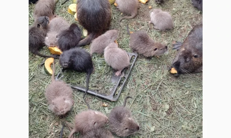 Продаются нутрии живым весом 200 кг - фото № 8