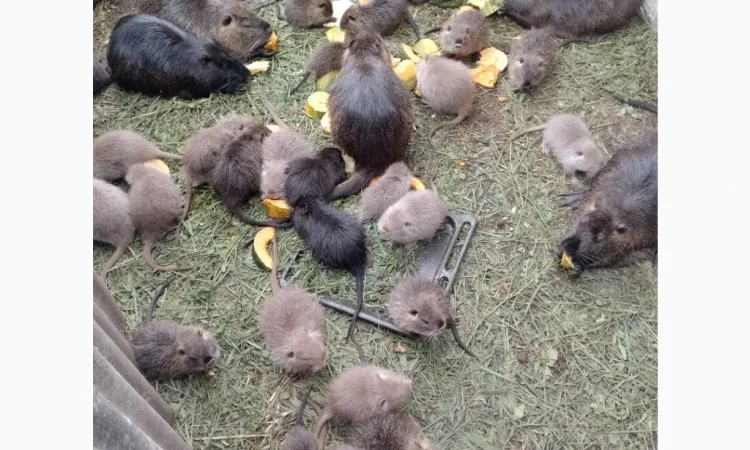 Продаются нутрии живым весом 200 кг - фото № 9