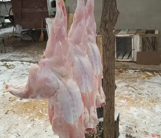 Продажа домашнего мяса кролика - фото № 1