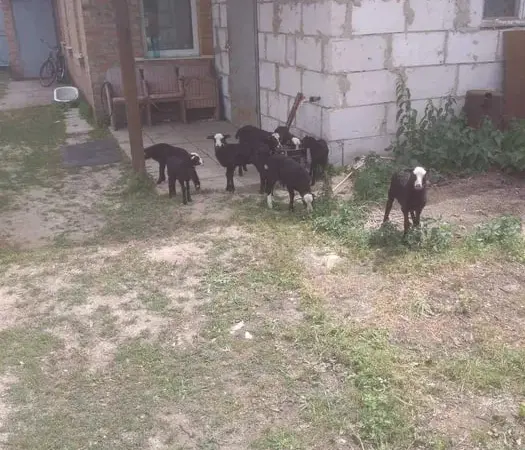 Продам овец Романовской породы - фото № 1