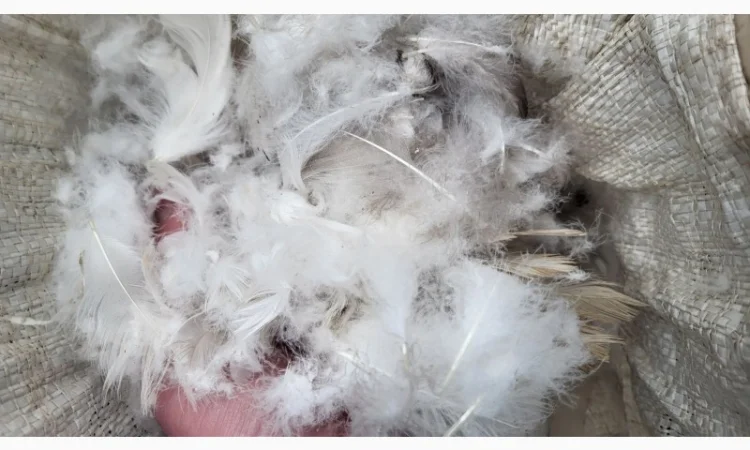 Куплю свежие гусиные и утинные перья - фото № 1