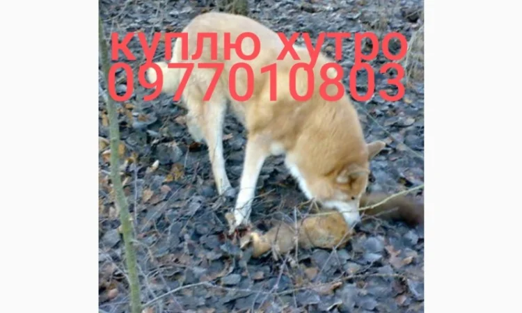 Куплю шкурки куницы, лисицы, видры и других зверей - фото № 1