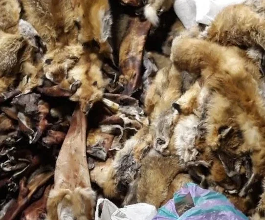 Купую шкурки куниці за високу ціну - фото № 1