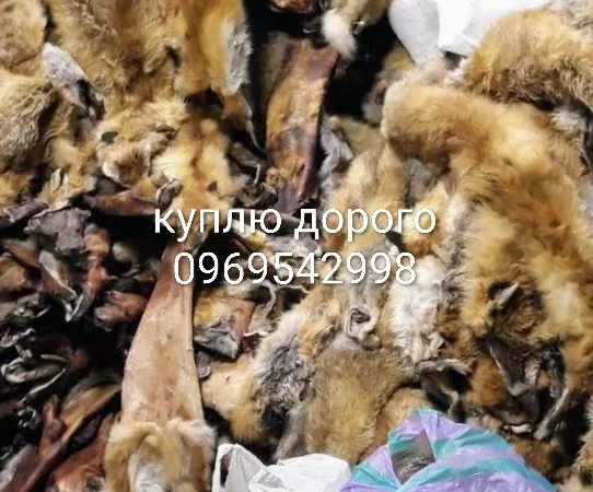 Куплю хутро куниці - фото № 1