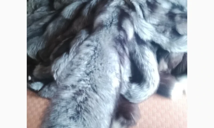 Купую шкури куниці дорого - фото № 1