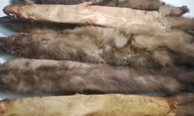Покупаем шкурки куницы - фото № 1