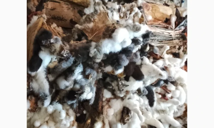 Куплю шкурки кролика различных цветов - фото № 1