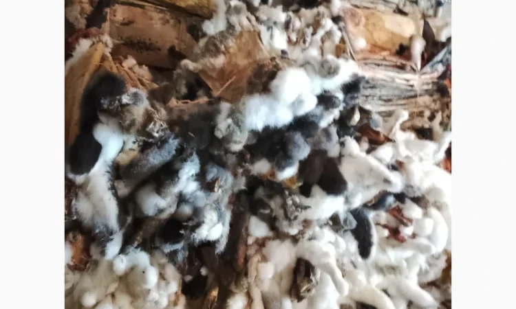 Куплю шкурки кролика различных цветов - фото № 2