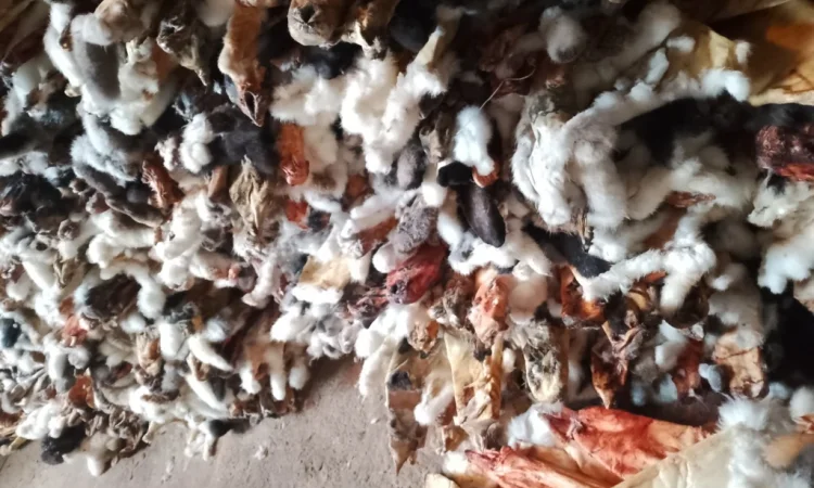 Куплю шкурки кролика различных цветов - фото № 3