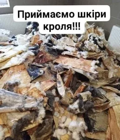 Покупаем сухие шкуры кролика - фото № 1