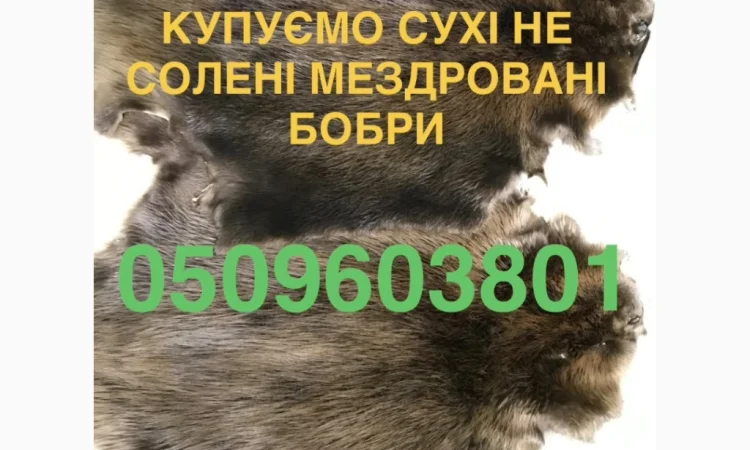 Покупаем сухие шкурки бобра дорого - фото № 1