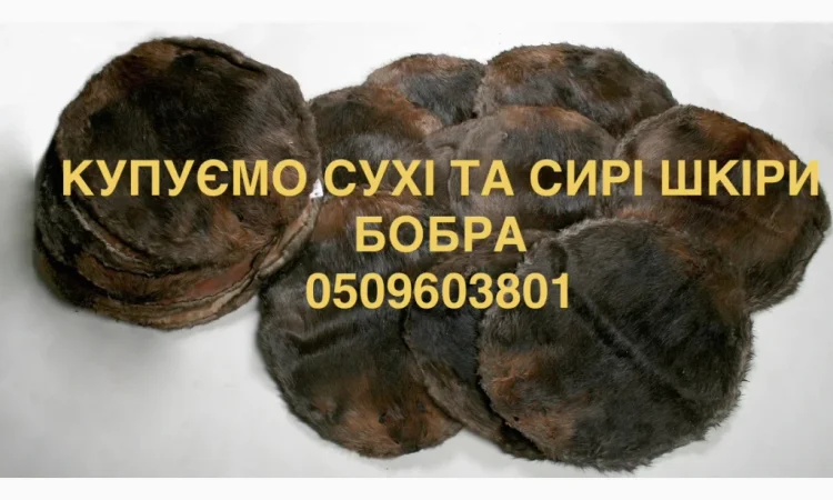 Куплю шкурки бобра, сухие и сырые, без соления - фото № 1