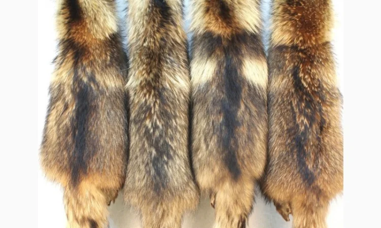 Шкуры енота и енотовидной собаки в продаже - фото № 1