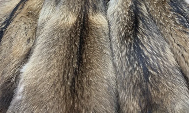 Шкуры енота и енотовидной собаки в продаже - фото № 3