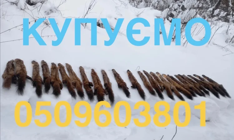 Купуємо шкури куниці дорого в Хмельницькому - фото № 1
