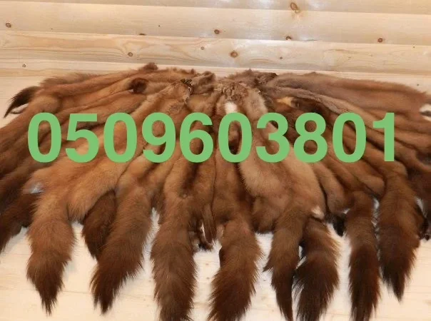Куплю шкіри куниці по всій Україні - фото № 1