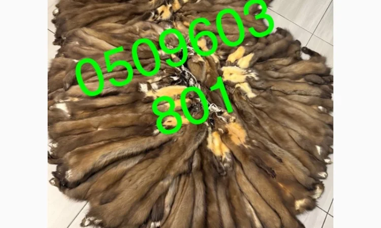 Вичинені шкіри лісової куниці - фото № 1