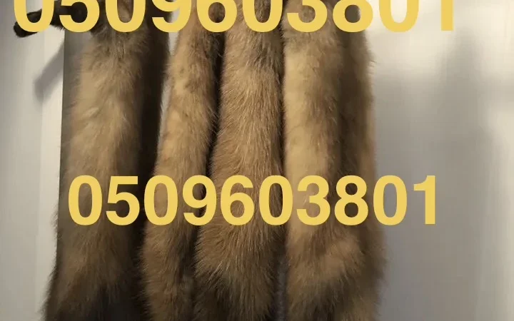 Куплю шкурки куницы и другое меховое сырьё в Харькове - фото № 1