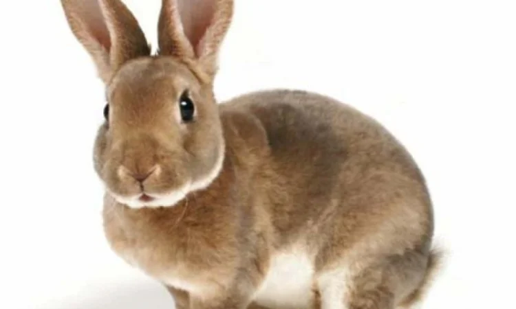 Купуємо сухі шкіри кролика - фото № 1