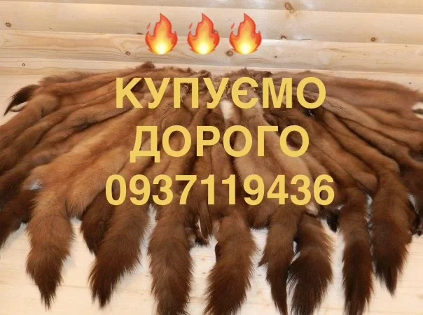 Купуємо шкури куниці та бобра за високими цінами - фото № 1