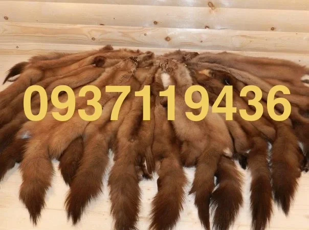 Куплю шкурки куницы в больших объемах - фото № 1