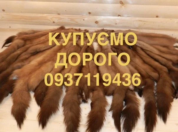 Покупаем шкурки куницы дорого - фото № 1